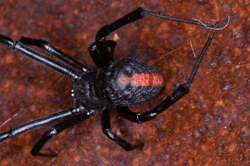 Latrodectus_hasselti_D3461_Z_84_Karinji NP_Australie.jpg